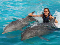 dolphin royal swim at sea life park hawaii