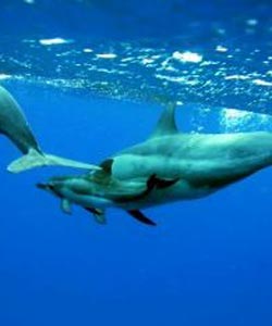 wild dolphin in oahu