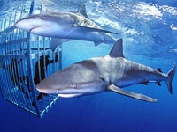 shark cage dive in oahu hawaii