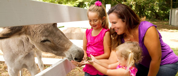 family feeding and petting a horse at kualoa ranch in oahu hawaii