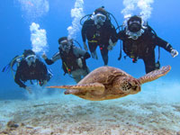 scuba diving at Hanauma Bay with a sea turtle