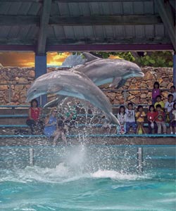 dolphin show at sea life park hawaii