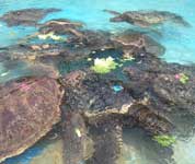 green sea turtle exhibit at sea life park in oahu
