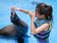 small girl feeding sea lion at sea life park hawaii