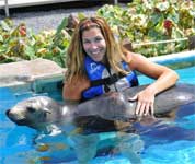 sea lion swim at sea life park hawaii