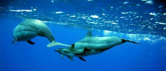 wild dolphins in oahu